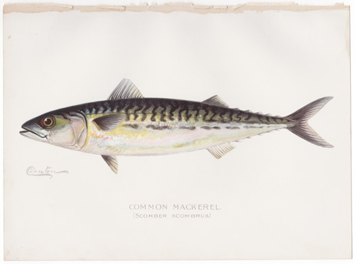Common Mackerel by Denton